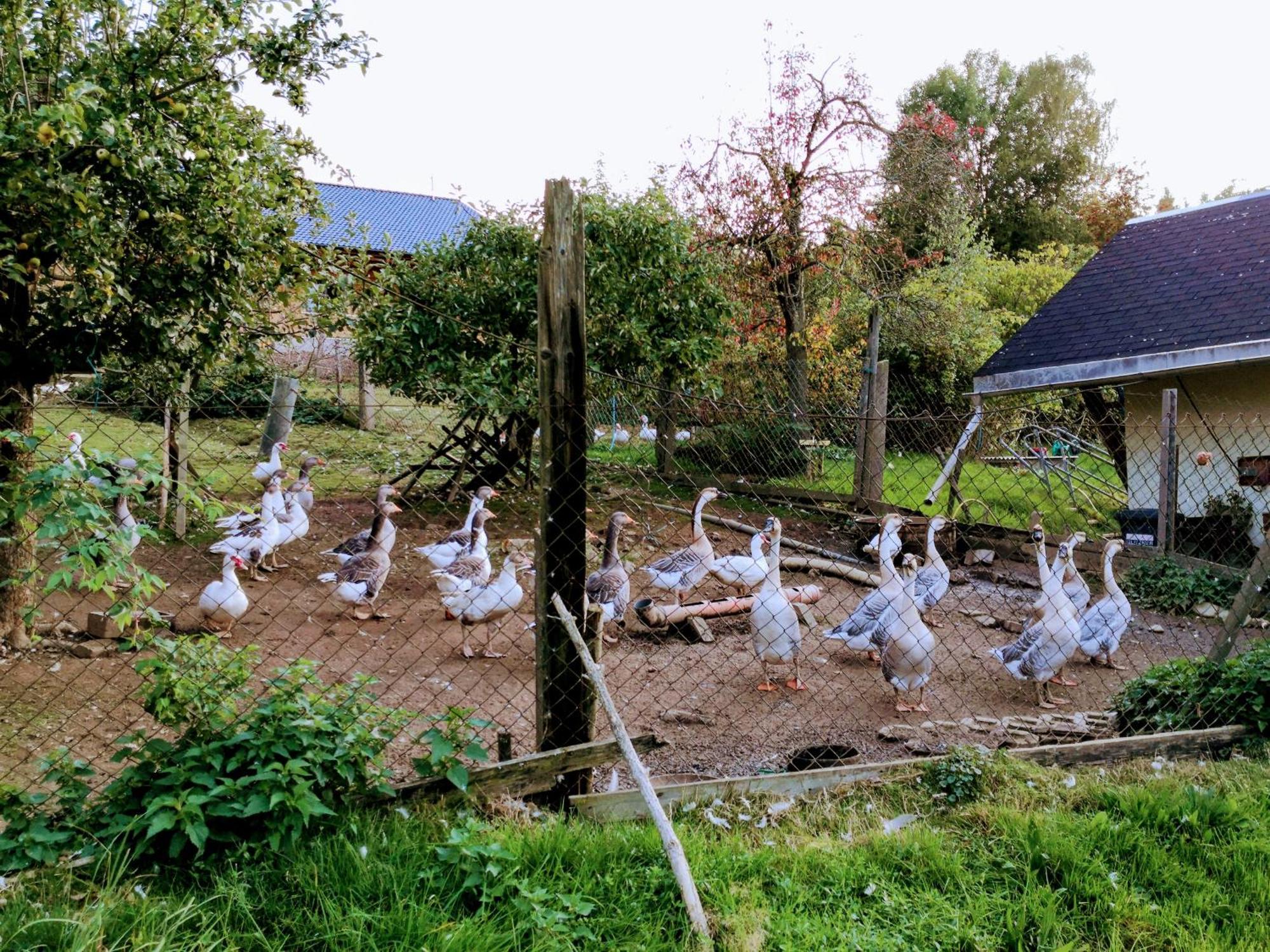 Ferienwohnungen 1 Bis 4 "Pumphut'S Scheune" Lengenfeld  Экстерьер фото